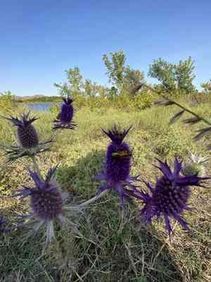 Leavenworth's eryngo(Eryngium leavenworthii)