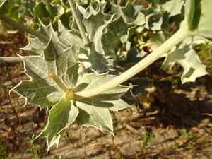 Sea holly(Eryngium maritimum)