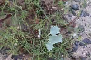 Sea holly(Eryngium maritimum)