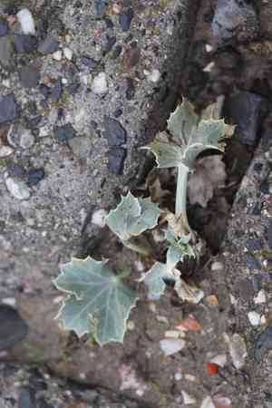 Sea holly(Eryngium maritimum)