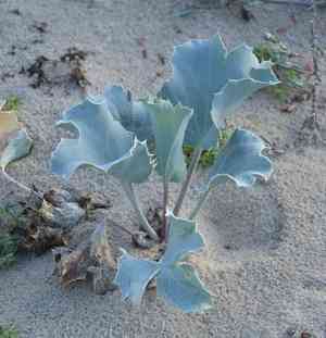 Sea holly(Eryngium maritimum)
