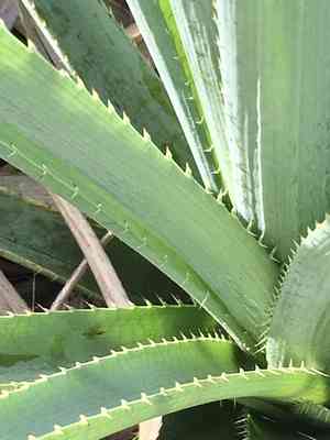 Giant sea holly(Eryngium pandanifolium)