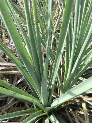 Giant sea holly(Eryngium pandanifolium)