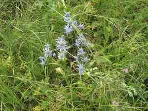 Blue eryngo(Eryngium planum)