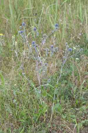 Blue eryngo(Eryngium planum)