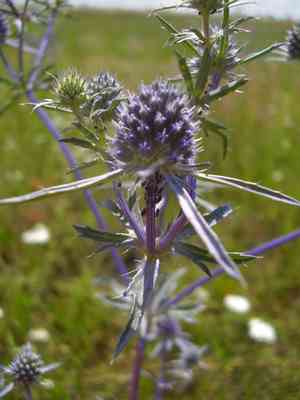 Blue eryngo(Eryngium planum)