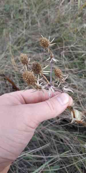 Blue eryngo(Eryngium planum)