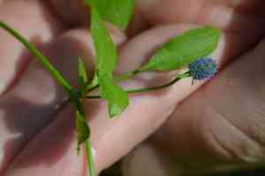 Creeping eryngo(Eryngium prostratum)