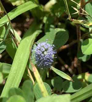 Creeping eryngo(Eryngium prostratum)