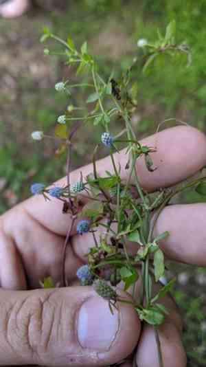 Creeping eryngo(Eryngium prostratum)