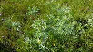 Coyote-thistle(Eryngium vaseyi)