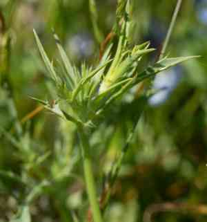 Coyote-thistle(Eryngium vaseyi)