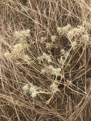 Coyote-thistle(Eryngium vaseyi)