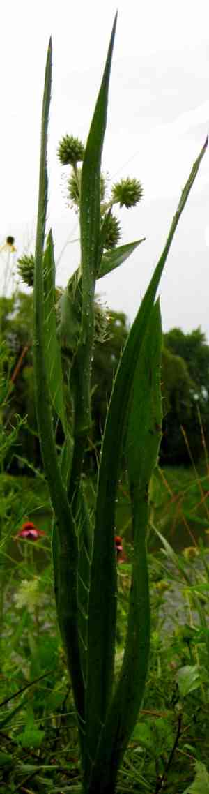 Rattlesnake master(Eryngium yuccifolium)