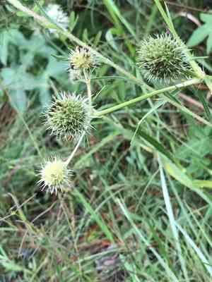 Rattlesnake master(Eryngium yuccifolium)