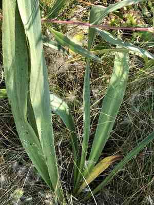 Rattlesnake master(Eryngium yuccifolium)