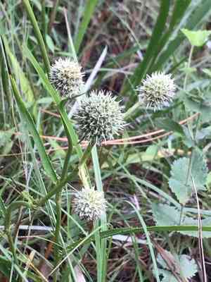 Rattlesnake master(Eryngium yuccifolium)