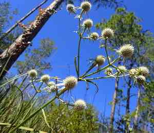 Rattlesnake master(Eryngium yuccifolium)