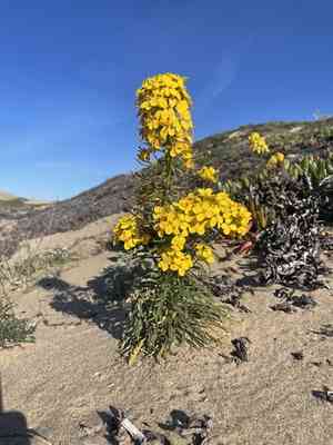 Coast wallflower(Erysimum ammophilum)