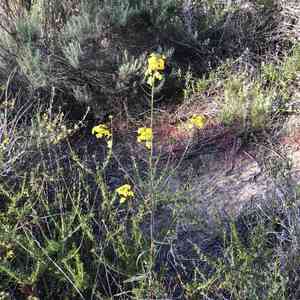 Coast wallflower(Erysimum ammophilum)