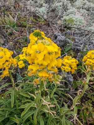 Coast wallflower(Erysimum ammophilum)