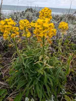 Coast wallflower(Erysimum ammophilum)