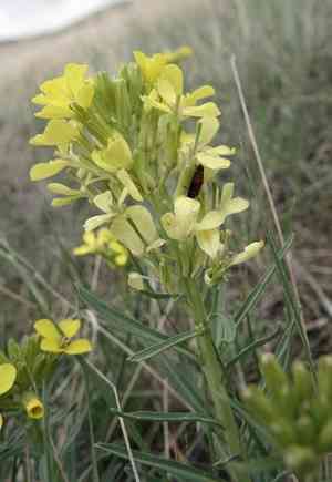 Western wallflower(Erysimum asperum)