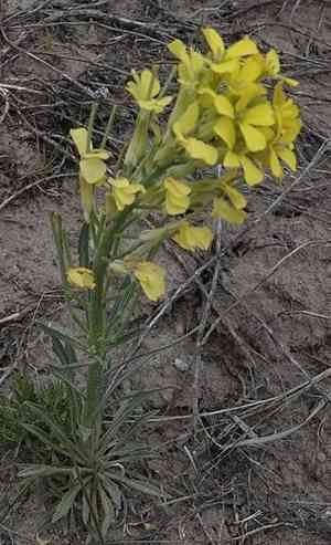Western wallflower(Erysimum asperum)