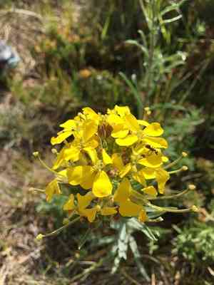 Western wallflower(Erysimum asperum)
