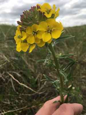 Western wallflower(Erysimum asperum)