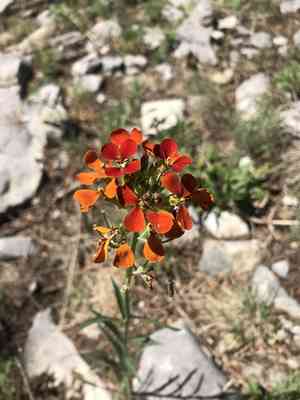 Western wallflower(Erysimum capitatum)