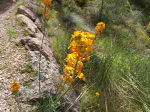 Western wallflower(Erysimum capitatum)