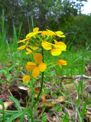 Western wallflower(Erysimum capitatum)