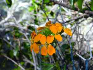 Western wallflower(Erysimum capitatum)