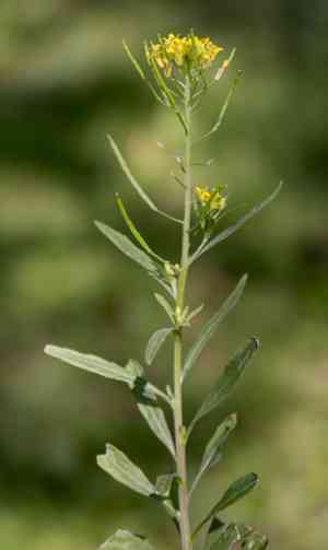 Treacle Mustard(Erysimum cheiranthoides)