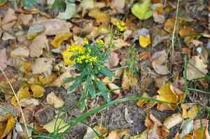 Treacle Mustard(Erysimum cheiranthoides)
