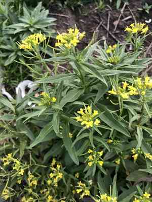 Treacle Mustard(Erysimum cheiranthoides)