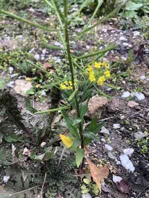 Treacle Mustard(Erysimum cheiranthoides)
