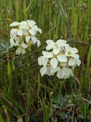 Headland wallflower(Erysimum concinnum)