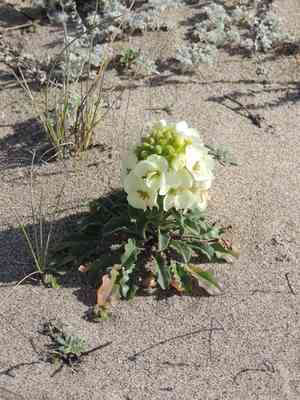 Headland wallflower(Erysimum concinnum)