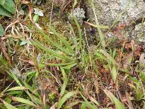 Headland wallflower(Erysimum concinnum)