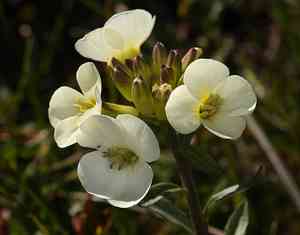 Headland wallflower(Erysimum concinnum)