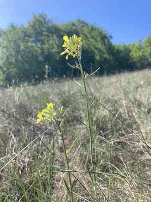Diffuse wallflower(Erysimum diffusum)