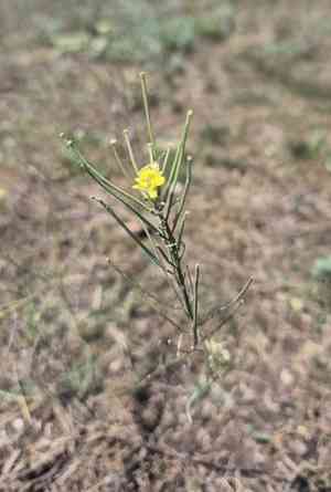 Diffuse wallflower(Erysimum diffusum)