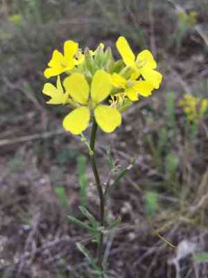 Diffuse wallflower(Erysimum diffusum)