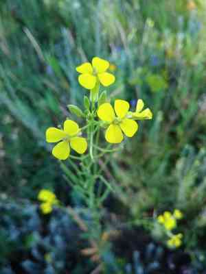 Diffuse wallflower(Erysimum diffusum)