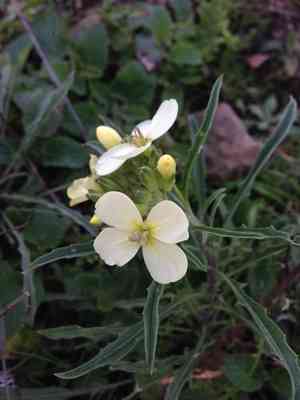 San francisco wallflower(Erysimum franciscanum)