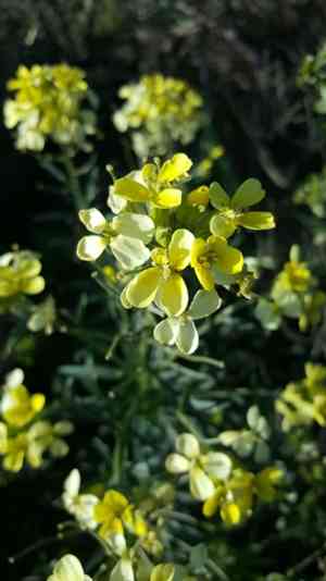 San francisco wallflower(Erysimum franciscanum)