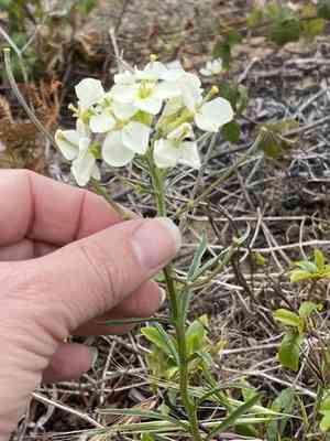 San francisco wallflower(Erysimum franciscanum)