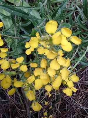 San francisco wallflower(Erysimum franciscanum)